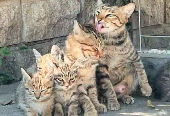 流浪猫一家晒太阳引围观,场面十分温馨(图1)