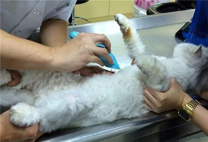 猫传腹并不具备传染性,主人应学会四点预防手段(图5)