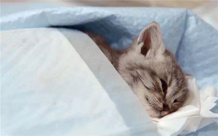 猫传腹并不具备传染性,主人应学会四点预防手段(图1)