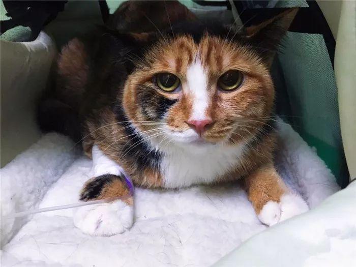 猫传腹并不具备传染性,主人应学会四点预防手段(图2)