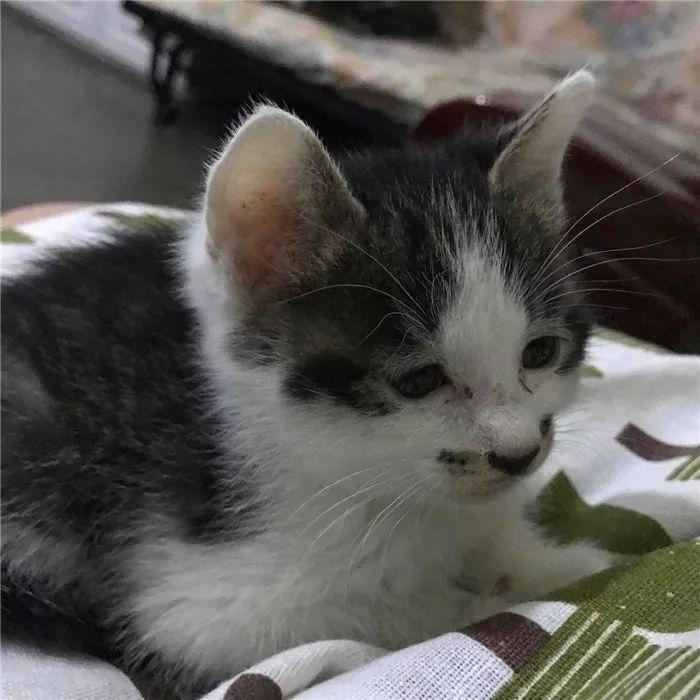 猫传腹并不具备传染性,主人应学会四点预防手段(图3)