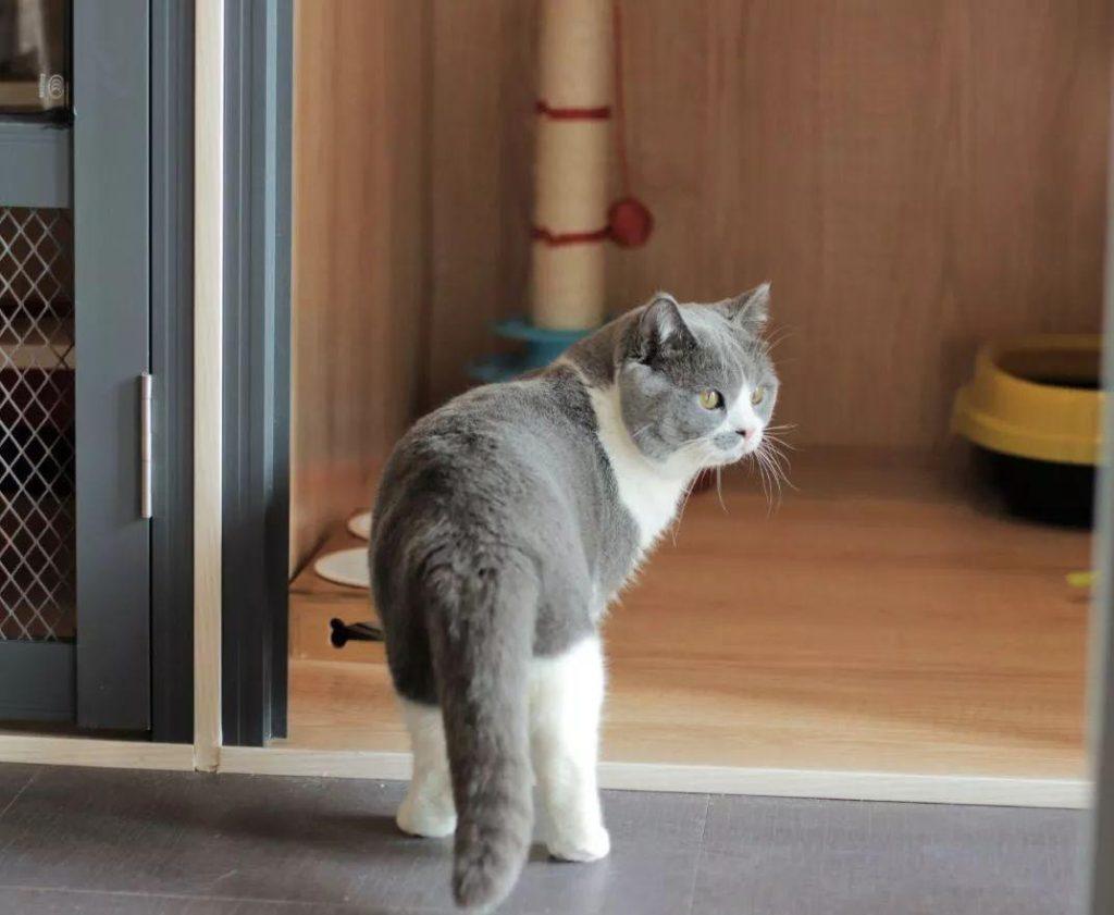 猫传腹并不具备传染性,主人应学会四点预防手段(图10)