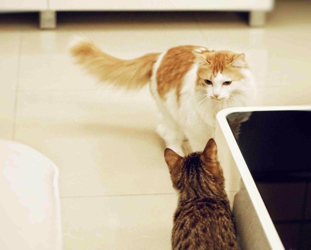 猫传腹并不具备传染性,主人应学会四点预防手段(图9)