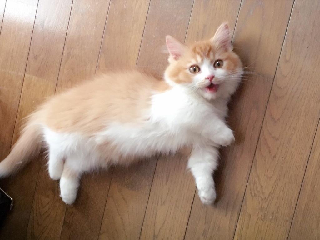 猫传腹并不具备传染性,主人应学会四点预防手段(图11)