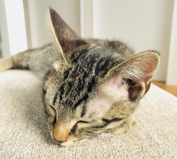 想要跟猫主子一起上班 现实根本不是一回事啊(图1)