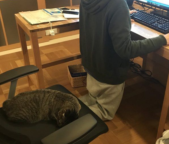 想要跟猫主子一起上班 现实根本不是一回事啊(图2)