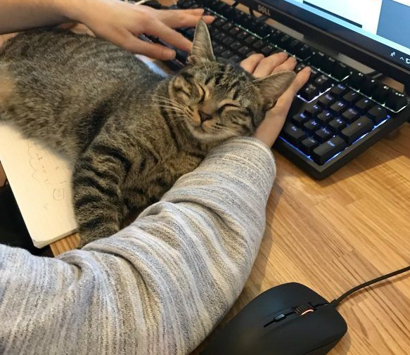 想要跟猫主子一起上班 现实根本不是一回事啊(图3)