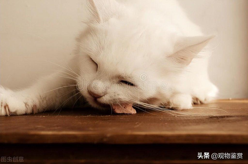 猫为什么需要维生素呢?那猫能吃人的维生素b吗?(图3)