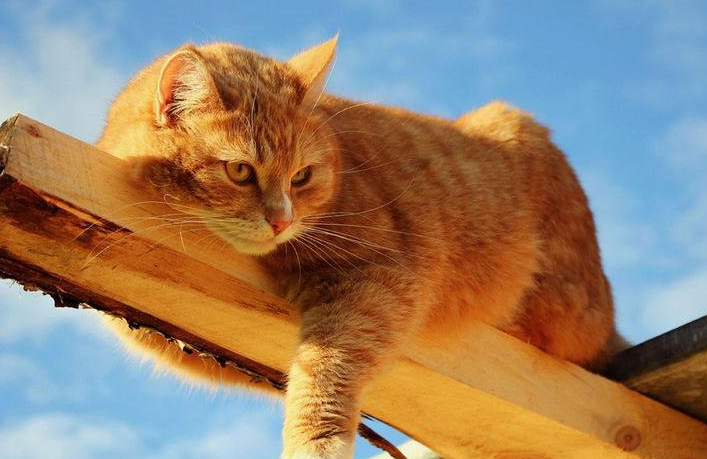 猫闭尿治疗费用多少猫闭尿怎么办?不妨先采取以下措施帮助猫咪排尿(图1)