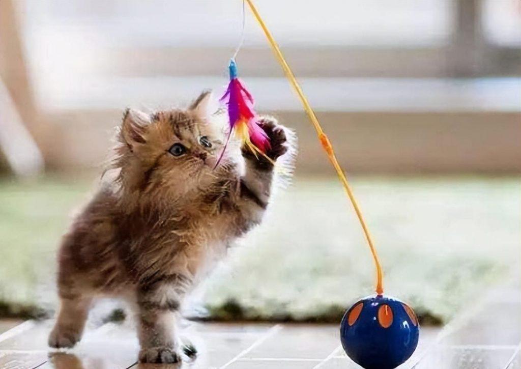 猫闭尿治疗费用多少猫闭尿怎么办?不妨先采取以下措施帮助猫咪排尿(图4)