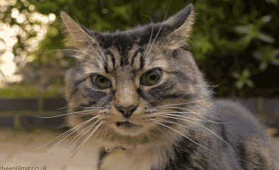 铲屎官深夜哭诉:有一种困叫“猫咪半夜蹦迪”!(图2)