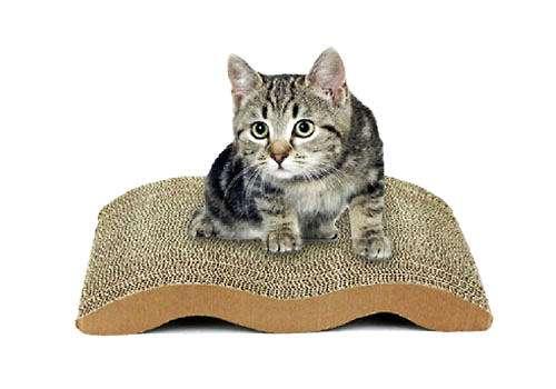 如何让猫咪主动使用猫抓板?猫咪主动使用猫抓板正确方式(图1)