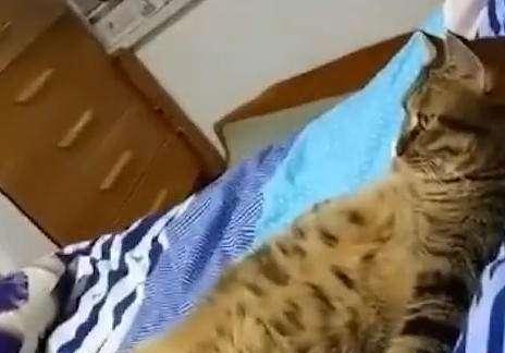 主人就去了一趟厕所,回来就看到猫咪在床上(图1)