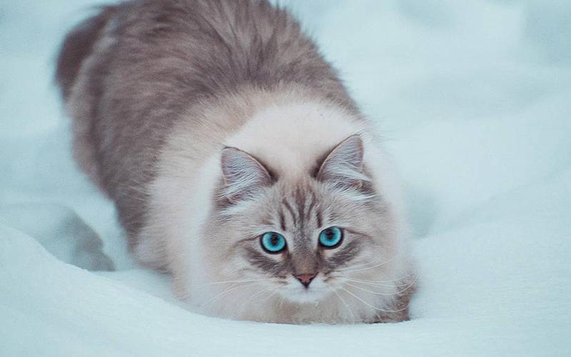 为什么猫咪会流口水?6个可能导致猫咪流口水的原因(图1)