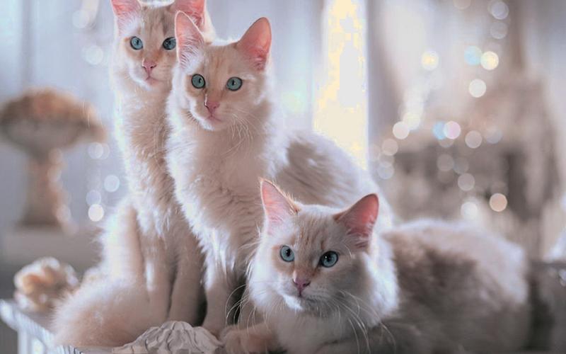 为什么猫咪会流口水?6个可能导致猫咪流口水的原因(图4)