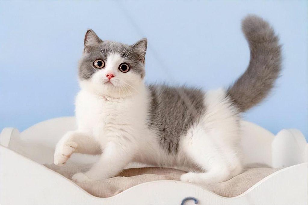 为什么猫咪会流口水?6个可能导致猫咪流口水的原因(图5)