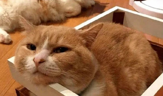 女主外出旅游, 让奶奶照顾橘猫(图1)