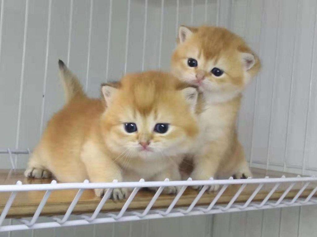 金渐层价格,多少钱一只?纯种金渐层怎么挑选?(图2)