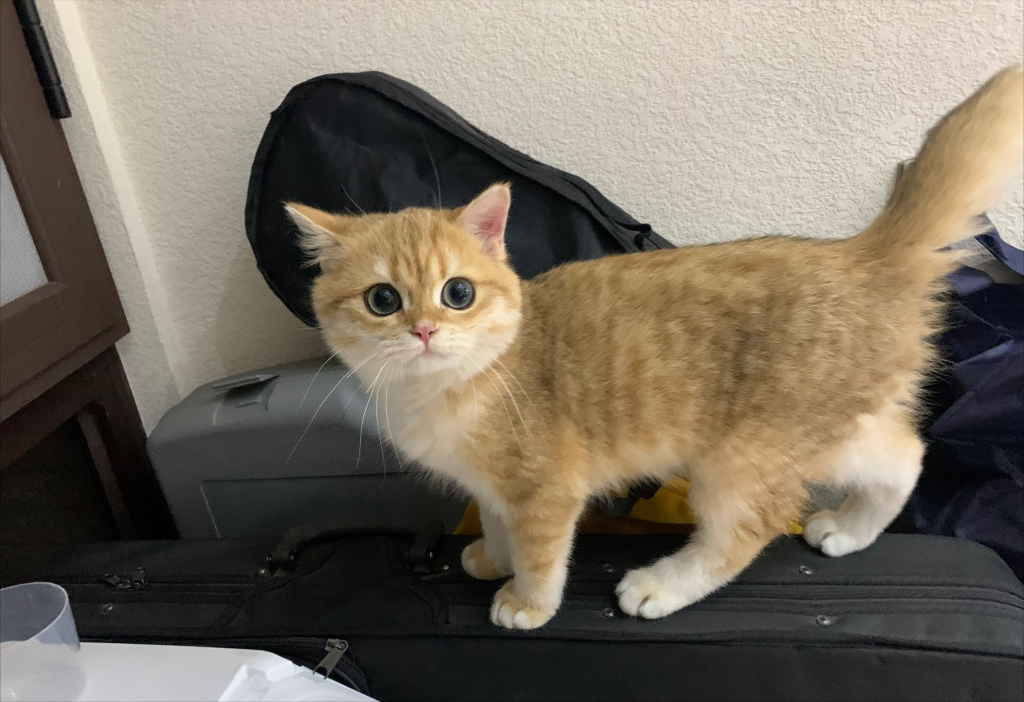 金渐层价格,多少钱一只?纯种金渐层怎么挑选?(图1)