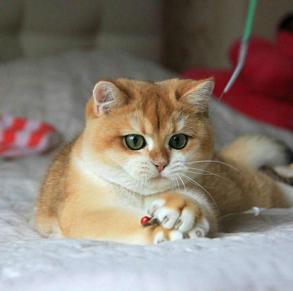 金渐层价格,多少钱一只?纯种金渐层怎么挑选?(图5)