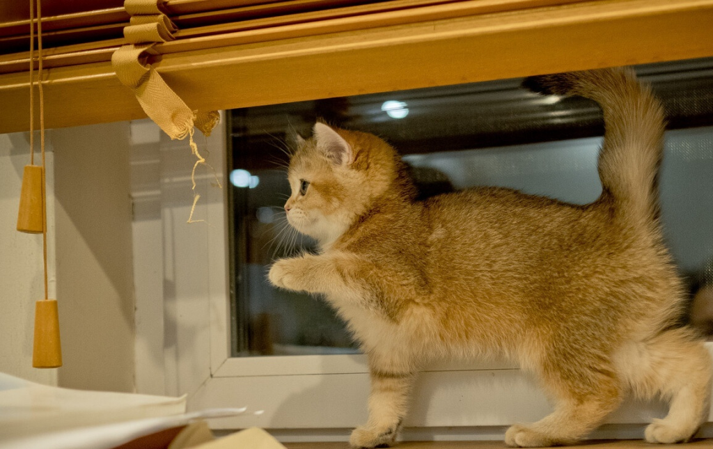 金渐层价格,多少钱一只?纯种金渐层怎么挑选?(图7)