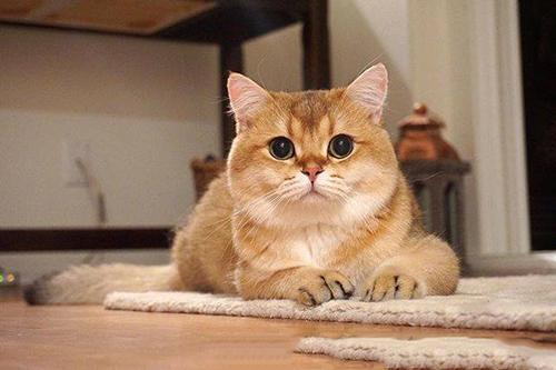 金渐层价格,多少钱一只?纯种金渐层怎么挑选?(图9)