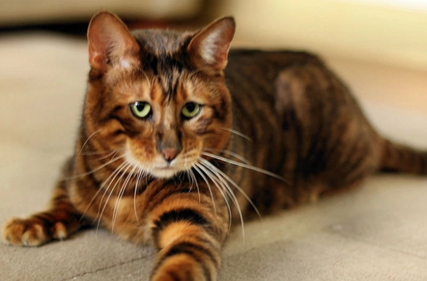 回顾“我帮他养猫,猫猝死凭啥让我赔12万?”结局激动到哇哇大哭(图1)