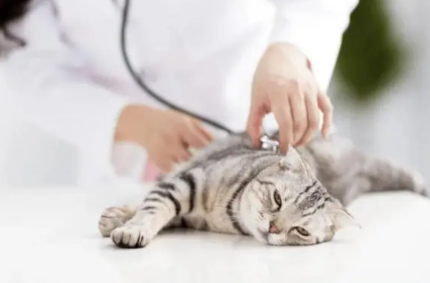 回顾“我帮他养猫,猫猝死凭啥让我赔12万?”结局激动到哇哇大哭(图4)