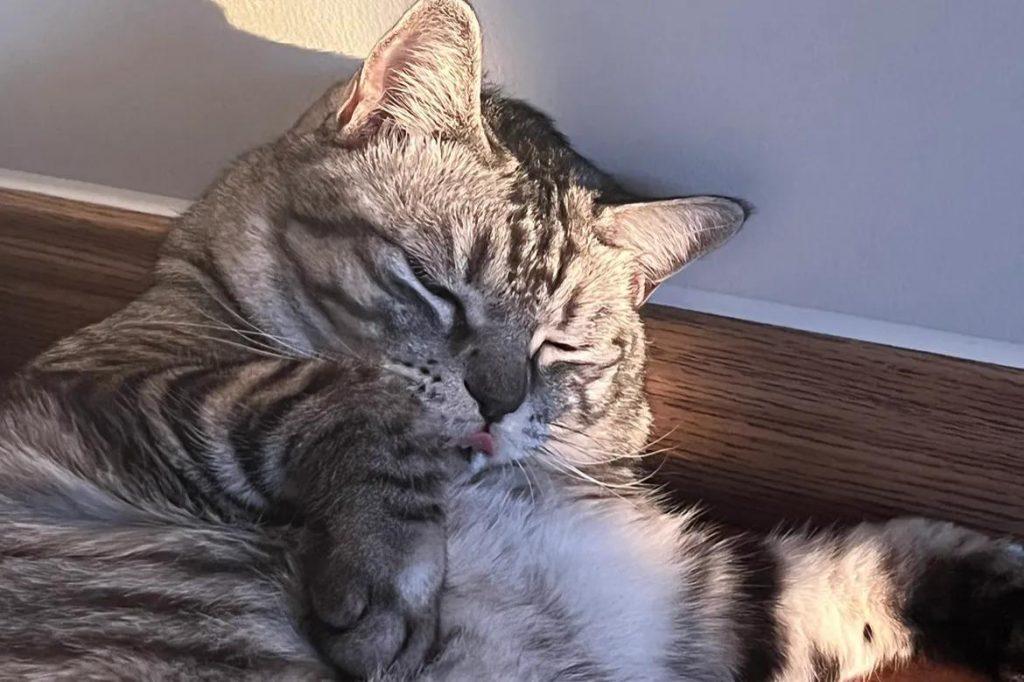 北京养猫需要多少钱?养猫咪的花销(图1)