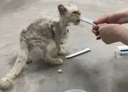捡只“丑八怪”猫,全身猫癣,如今成功逆袭(图1)