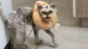 捡只“丑八怪”猫,全身猫癣,如今成功逆袭(图2)