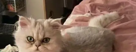 捡只“丑八怪”猫,全身猫癣,如今成功逆袭(图3)