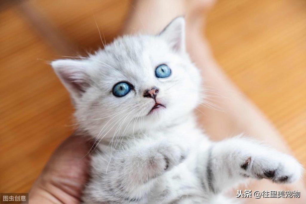 幼猫的饲养指南 | 小奶猫特别招人疼,但想要养好它,这7个方面需要注意(图1)