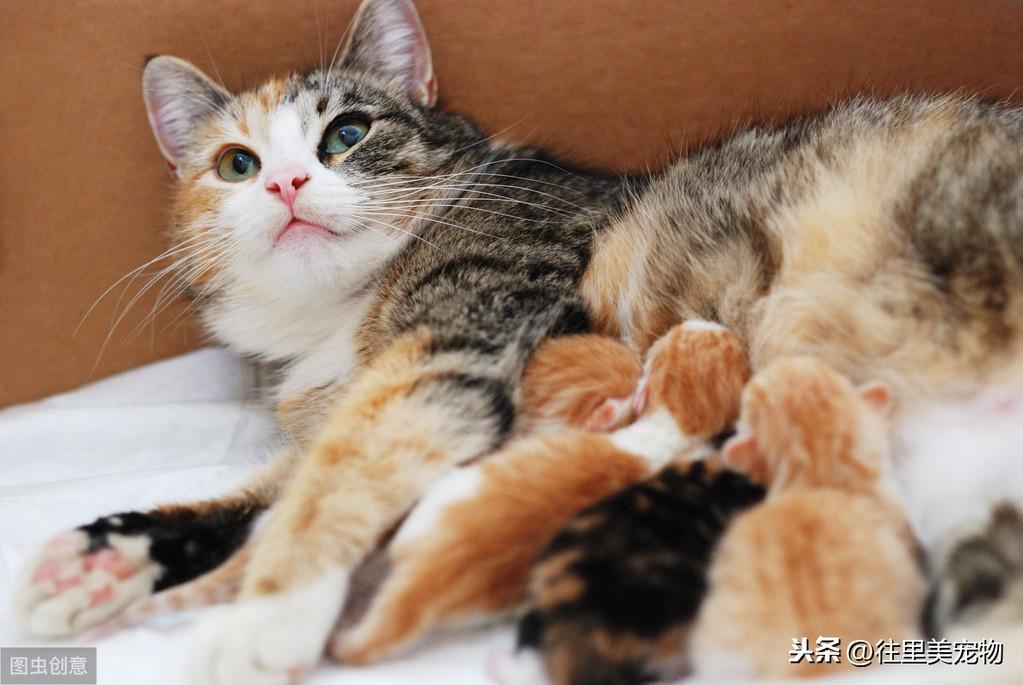 幼猫的饲养指南 | 小奶猫特别招人疼,但想要养好它,这7个方面需要注意(图2)