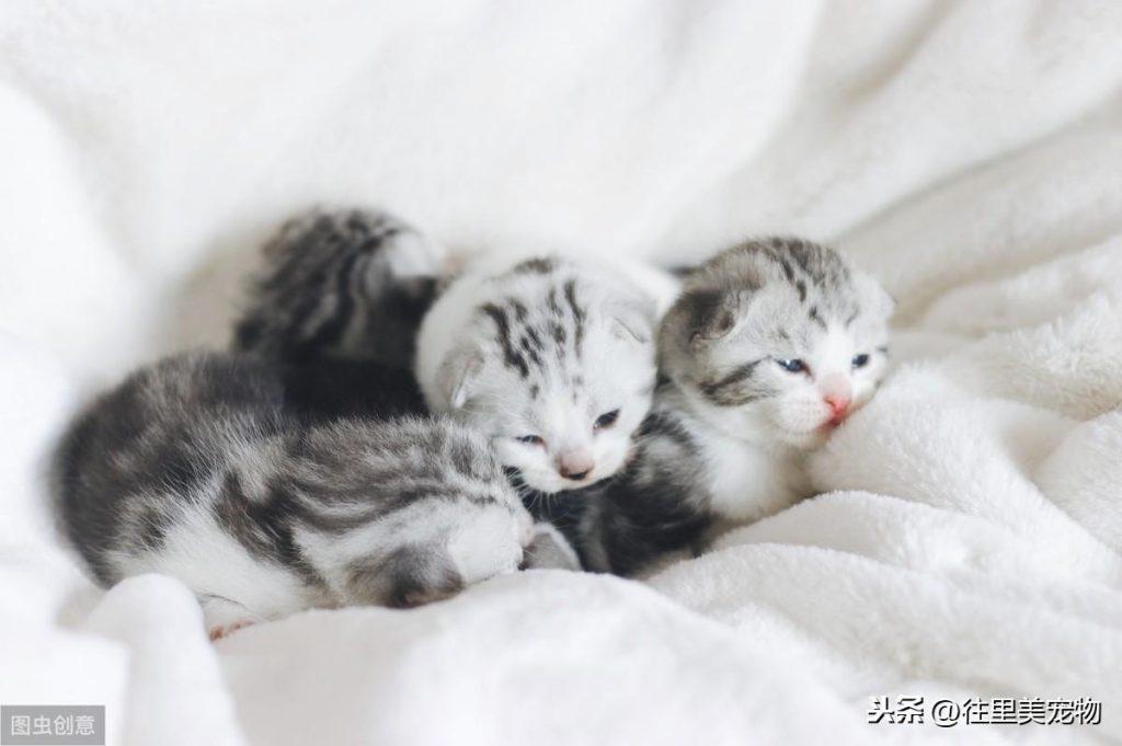 幼猫的饲养指南 | 小奶猫特别招人疼,但想要养好它,这7个方面需要注意(图4)