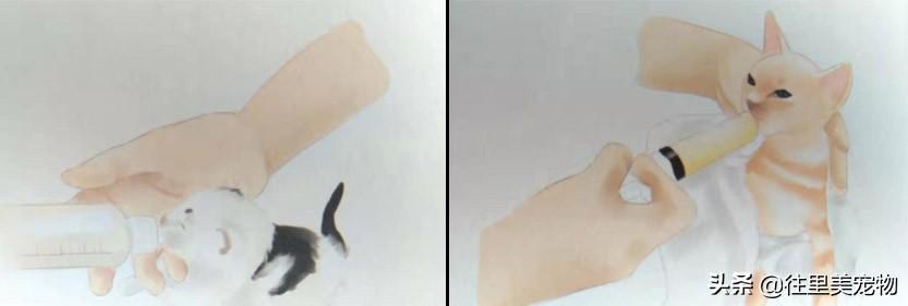 幼猫的饲养指南 | 小奶猫特别招人疼,但想要养好它,这7个方面需要注意(图3)