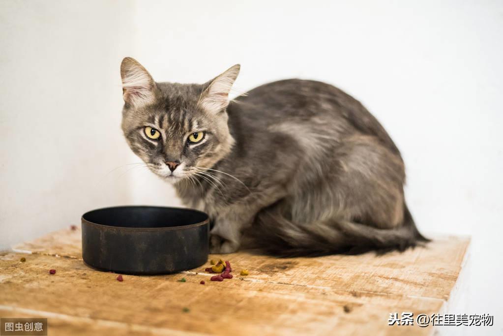幼猫的饲养指南 | 小奶猫特别招人疼,但想要养好它,这7个方面需要注意(图6)
