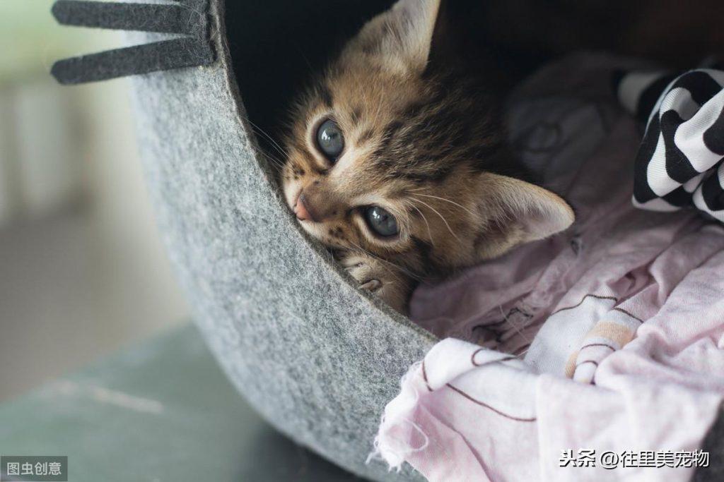 幼猫的饲养指南 | 小奶猫特别招人疼,但想要养好它,这7个方面需要注意(图5)