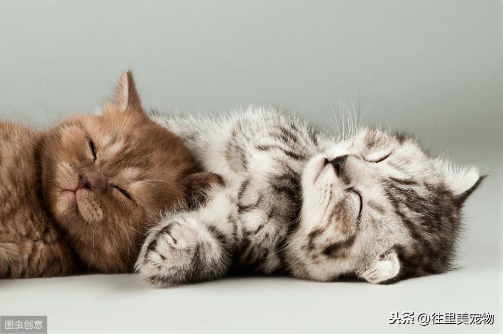 幼猫的饲养指南 | 小奶猫特别招人疼,但想要养好它,这7个方面需要注意(图7)
