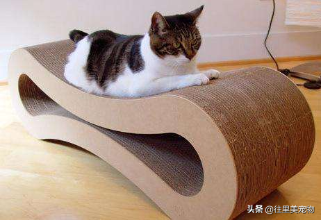 幼猫的饲养指南 | 小奶猫特别招人疼,但想要养好它,这7个方面需要注意(图9)