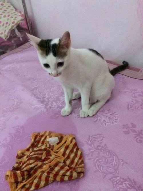 猫咪肛门腺是什么?分布在什么样的部位?分布于猫狗肛门两侧的腺体(图2)