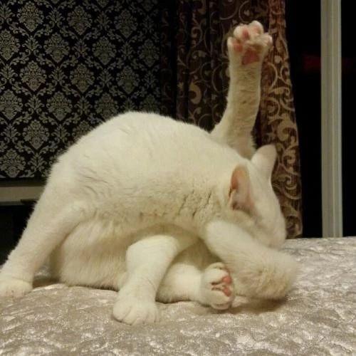 猫咪肛门腺是什么?分布在什么样的部位?分布于猫狗肛门两侧的腺体(图1)