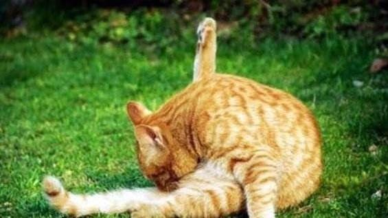猫咪肛门腺是什么?分布在什么样的部位?分布于猫狗肛门两侧的腺体(图3)