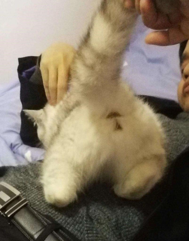 猫咪肛门腺是什么?分布在什么样的部位?分布于猫狗肛门两侧的腺体(图5)