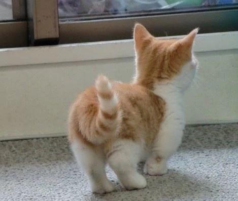 猫咪肛门腺是什么?分布在什么样的部位?分布于猫狗肛门两侧的腺体(图7)