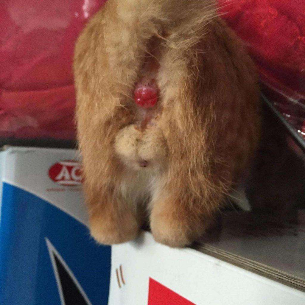 猫咪肛门腺是什么?分布在什么样的部位?分布于猫狗肛门两侧的腺体(图6)