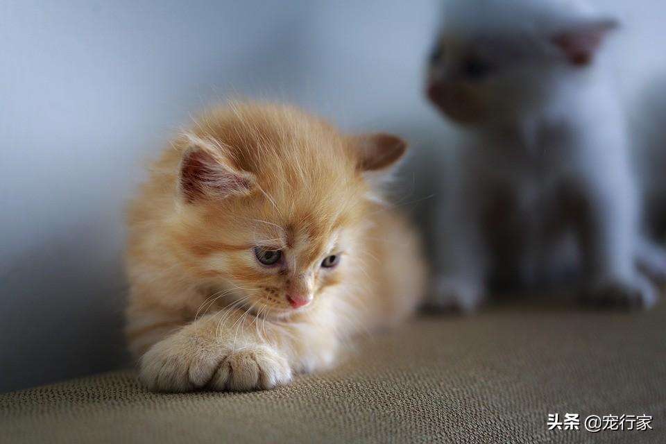 猫缺水易生病,让猫咪喝水的4种饮水的简单方法(图2)