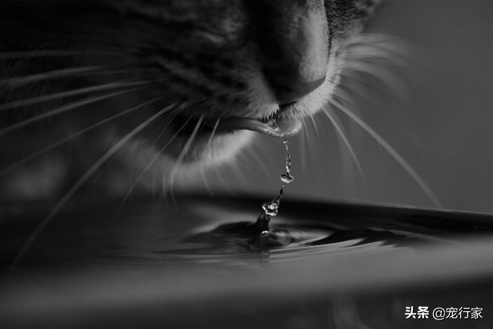 猫缺水易生病,让猫咪喝水的4种饮水的简单方法(图1)