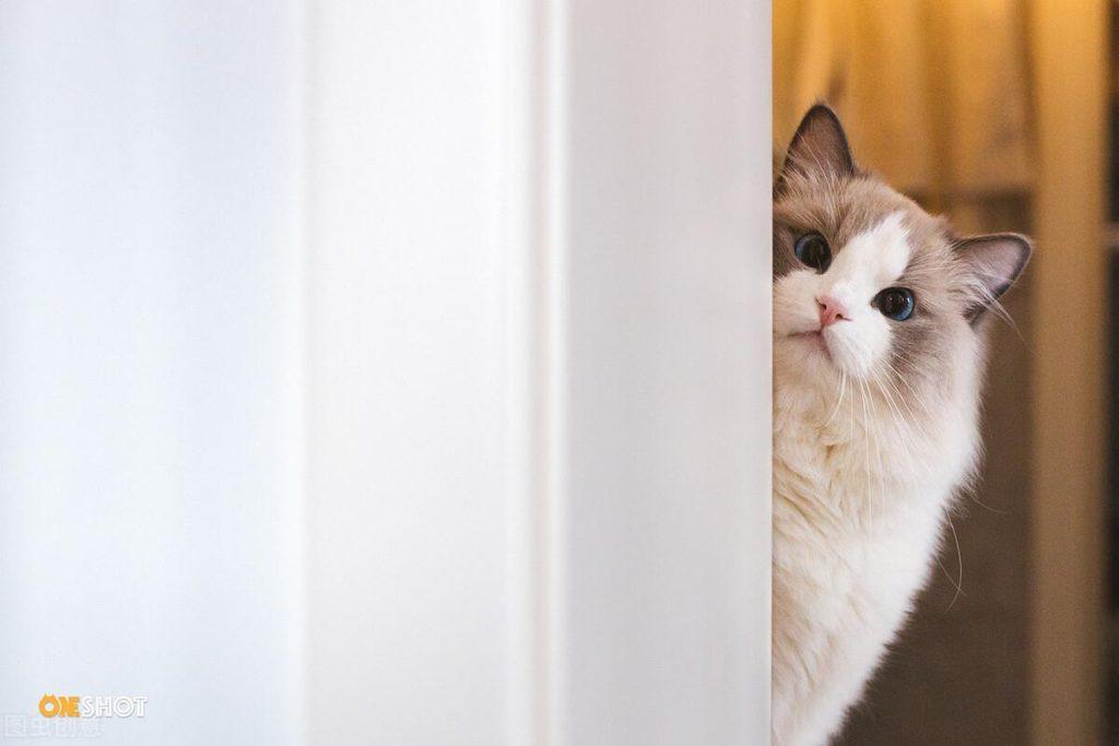 猫咪感染猫瘟的原因是?如何从源头阻止猫咪感染?先了解猫瘟的感染源(图2)