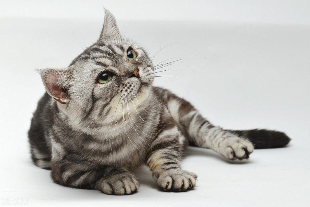 猫咪感染猫瘟的原因是?如何从源头阻止猫咪感染?先了解猫瘟的感染源(图1)